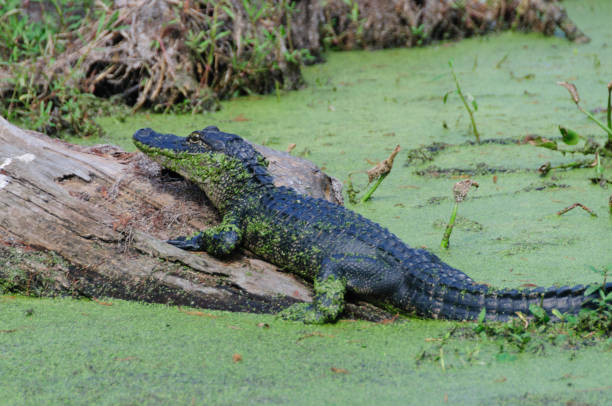 alligator sur un rondin - lsu photos et images de collection