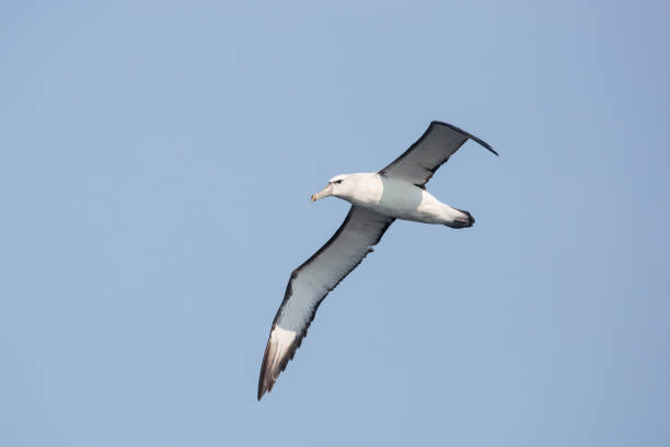 istock Adult Shy Albatross in flight 695581768