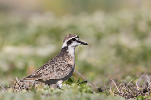 Adult Kittlitz's Plover (Charadrius pecuarius) against blurred background, South Africa