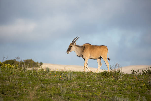 Young Eland on skyline A young  Eland antelope (Taurotragus oryx) walking on the skyline in short flower rich grassland, De Hoop National Park, South Africa cape eland photos stock pictures, royalty-free photos & images