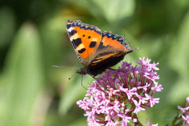 istock butterflies in cottage garden 695585960