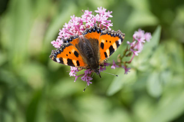 istock butterflies in cottage garden 695585998