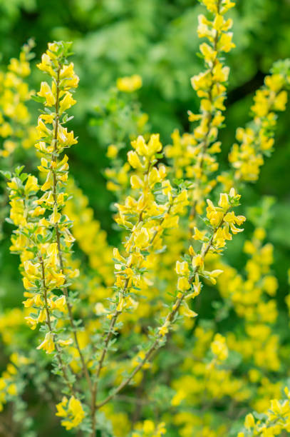 istock yellow acacia in blossom 695586018