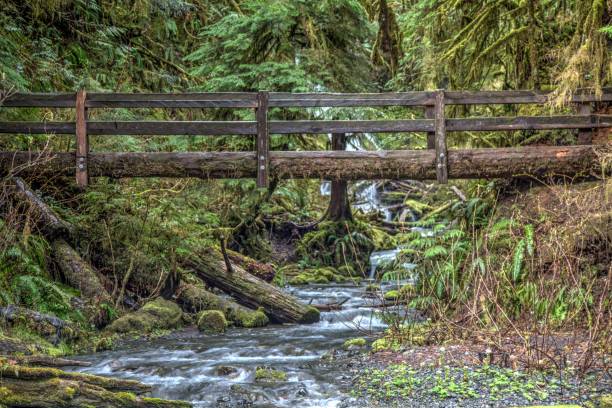 istock Hiking to Marymere Falls 695586330
