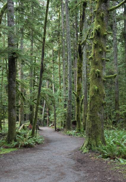 istock Hiking to Marymere Falls 695586372