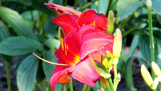 Ruby-red Day lily in a garden in Montreal, Quebec, Canada.