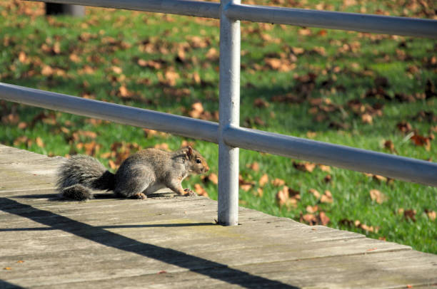 istock Curious squirrel investigates humans on boardwalk 695593362