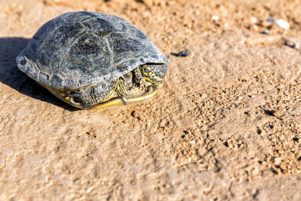 Scared Turtle Shell 70+ Desert Box Turtle Stock Photos, Pictures & Royalty-Free Images - iStock