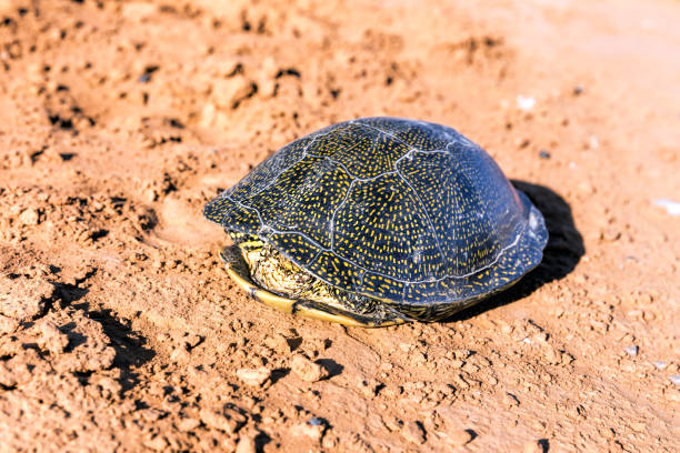 Scared Turtle Shell 70+ Desert Box Turtle Stock Photos, Pictures & Royalty-Free Images - iStock