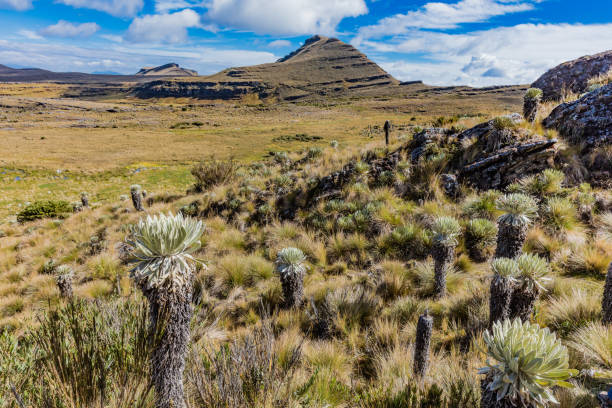 istock Paramo de Oceta Espeletia Frailejones Mongui Boyaca Colombia 695597480