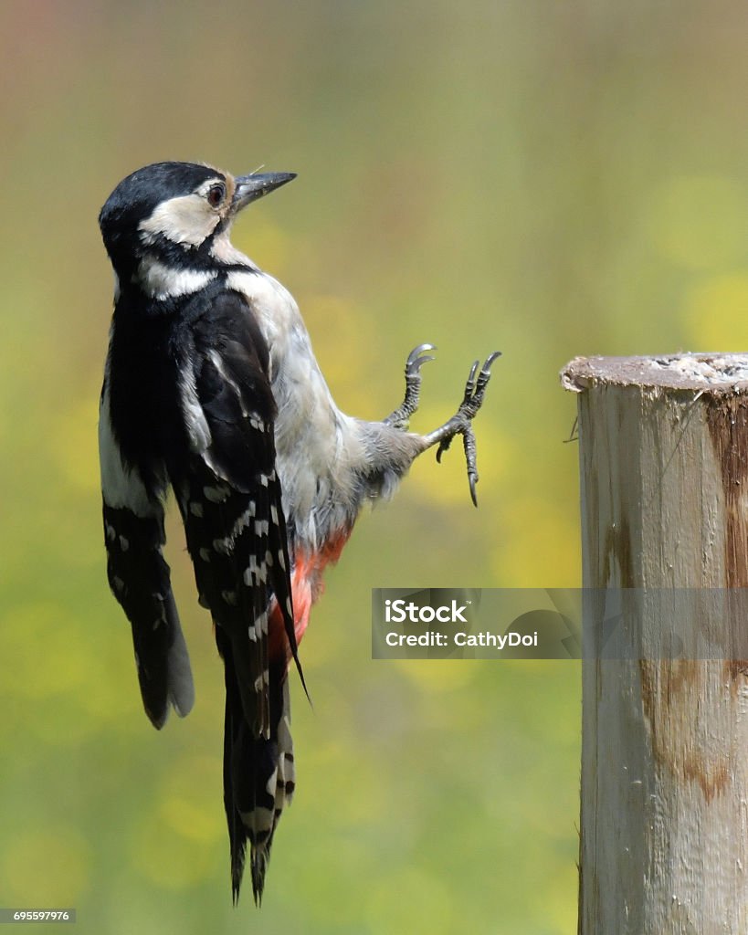 Female Great Spotted Woodpecker Great Spotted Woodpecker Stock Photo