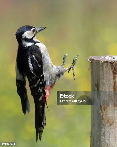 Female Great Spotted Woodpecker Stock Photo - Download Image Now - Great Spotted Woodpecker, Animal Wildlife, Bird