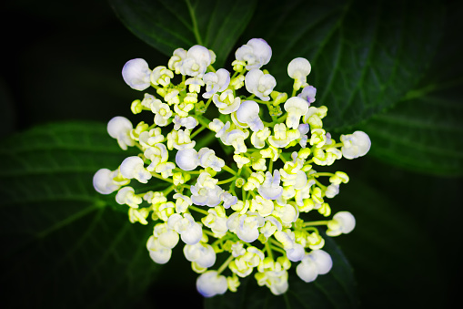 Blooming White Hydrangea Blossom, Black Background with copy space. Shot in Bolsena, Tuscany.