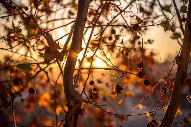 Red yellow tree in the autumn landscape