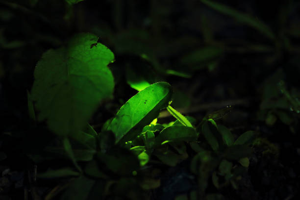 istock Isolated fireflies in the city 695603894
