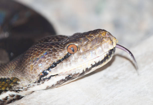 istock snake in the nature 695604460