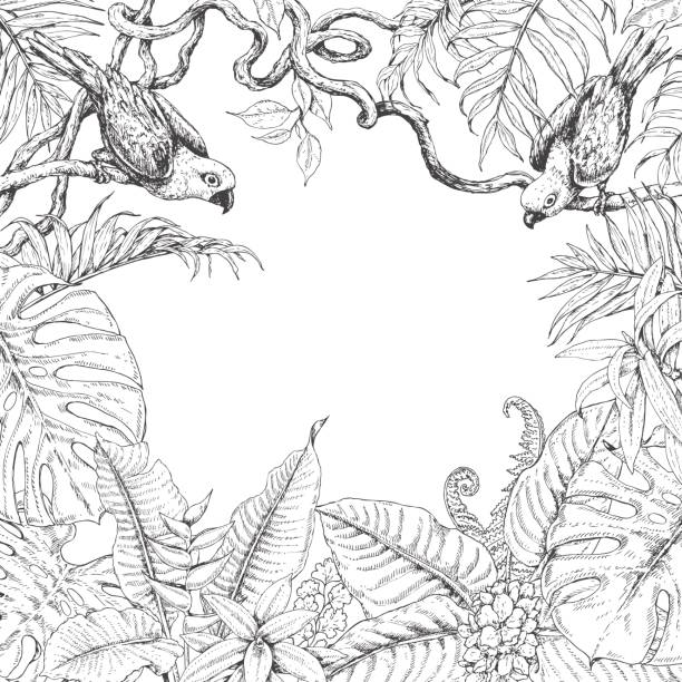 tropische pflanzen und vögel platz rahmen - tree outline branch forest stock-grafiken, -clipart, -cartoons und -symbole