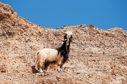 Dana Biosphere Reserve, Jordan - October, 1, 2013: a goat on a rock in Dana Biosphere Reserve, the only reserve in Jordan that encompasses different bio-geographical zones, a melting pot of species from Europe, Africa and Asia