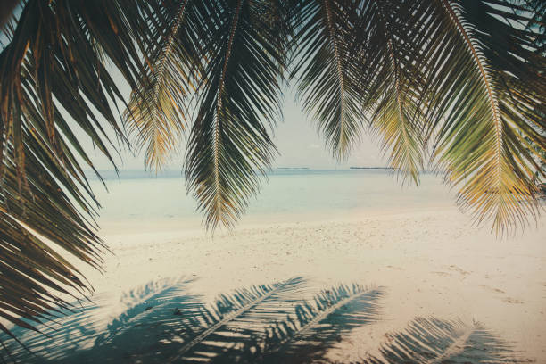 istock Palm tree and beach, Maldives 695605326