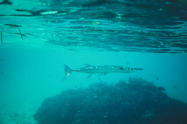 istock Underwater world on Maldives 695607890