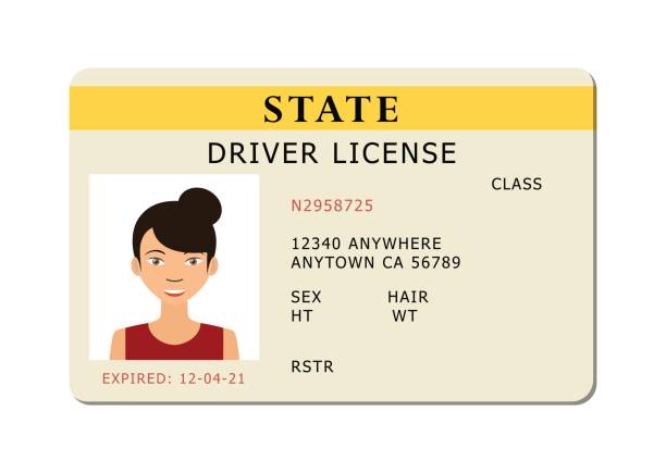 Car river licence. Driving id license with person photo, identification card. Vector illustration. drivers license photos stock illustrations
