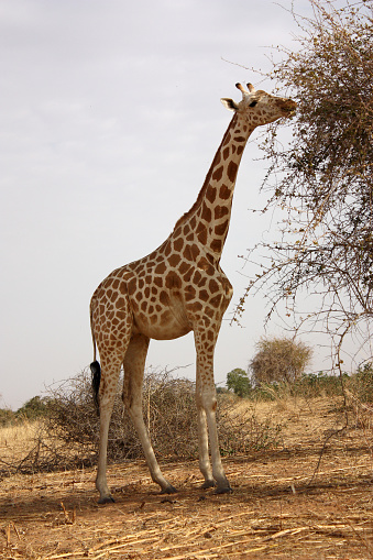 the giraffe