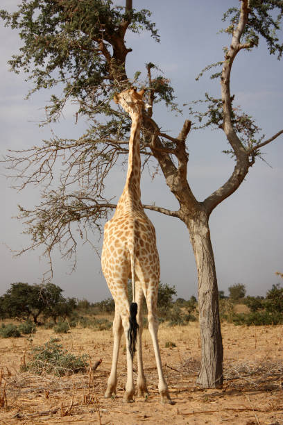 510 Giraffe Food Chain Stock Photos Pictures Royalty Biology Diagrams