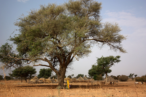 the africa landscape