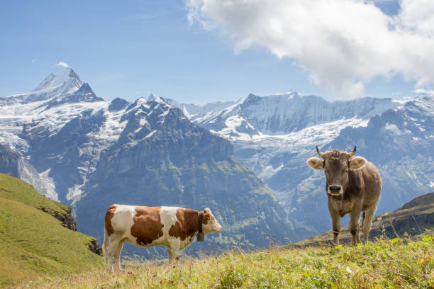 istock Two Swiss cows in the Alps 695619480