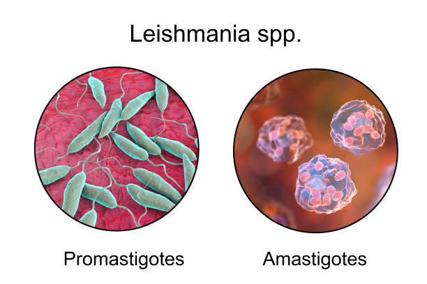 zwei formen von leishmania-parasiten - fish parasite stock-fotos und bilder