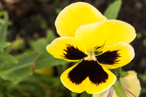 Yellow and black pansie with desaturated surroundings