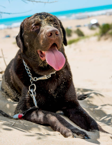 istock brown dog lying on beach 695622602