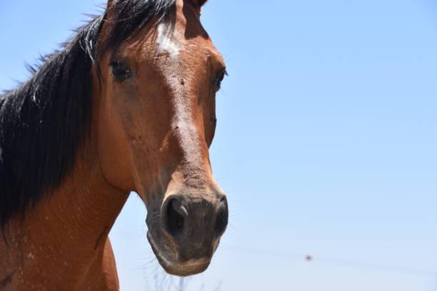 istock Horse face close up 695622668