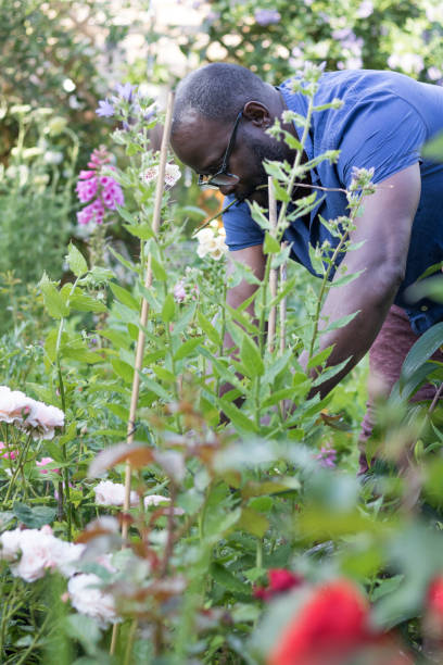 istock Afro-Caribbean gardener 695625042