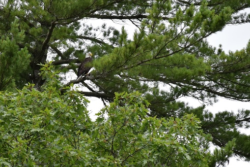 A Bald Eagle perches in a large pine tree overlooking a lake.