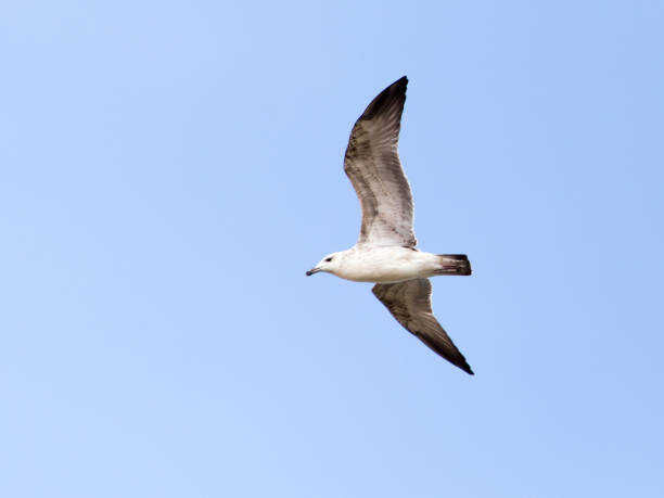 istock seagull in flight in the sky 695630052