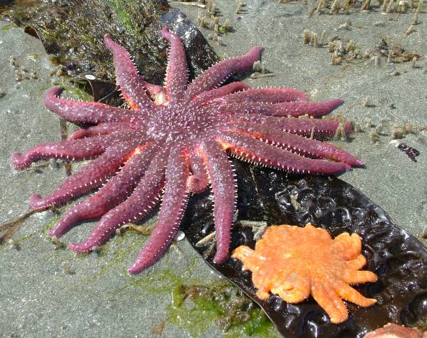 istock Orange and pink Starfish on kelp 695630132