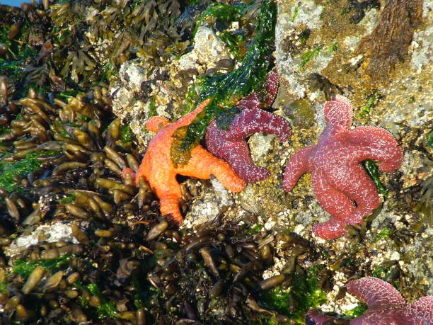 istock Pink and Orange Ochre Starfish 695630148