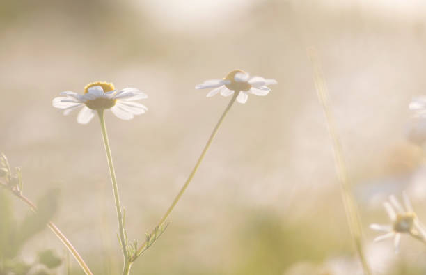 istock maagrietjes in de tuin 695630886