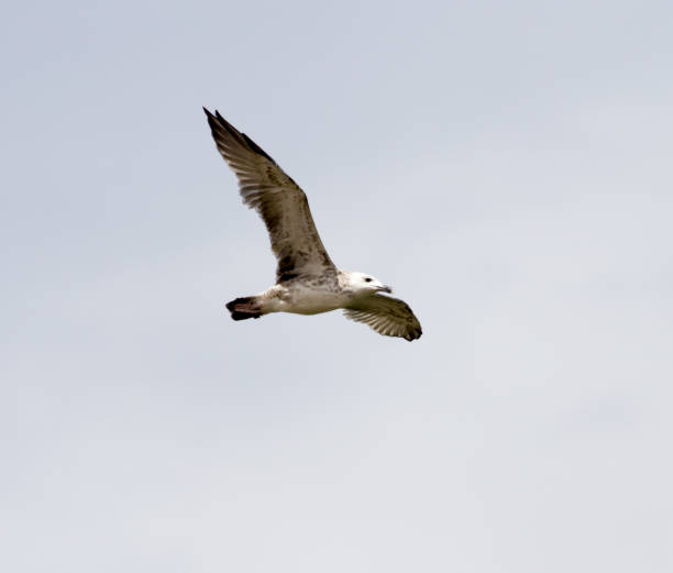 istock seagull in flight in the sky 695633850