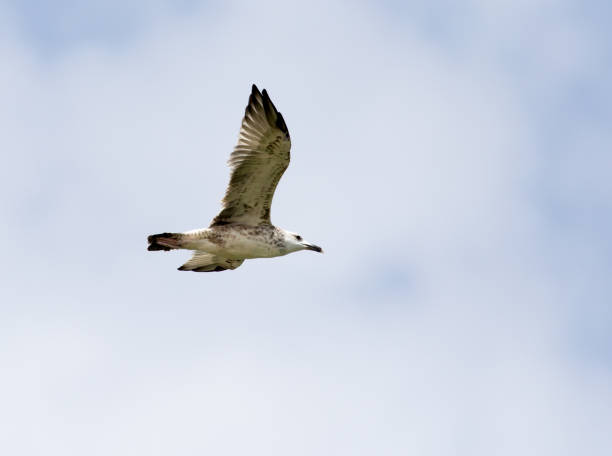 istock seagull in flight in the sky 695633958