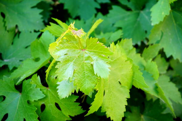 istock Leaves of grapes 695636896