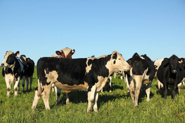 istock Cows on green meadow and blue sky. 695637354