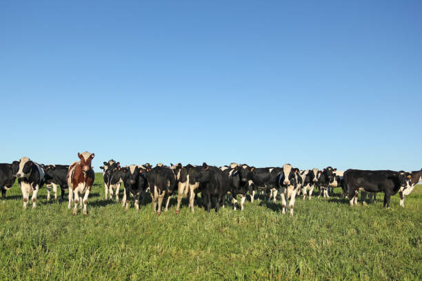 istock Cows grazing in the pampas. 695637378