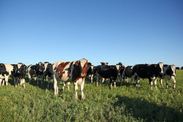 istock Calves on the field 695637406