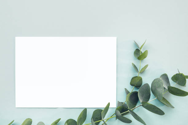 istock flat lay eucalyptus branches and blank white sheet on blue background, top view. mock up 695638446