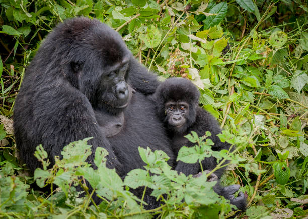 Nkuringo Family, Bwindi Impenetrable National Park, Uganda