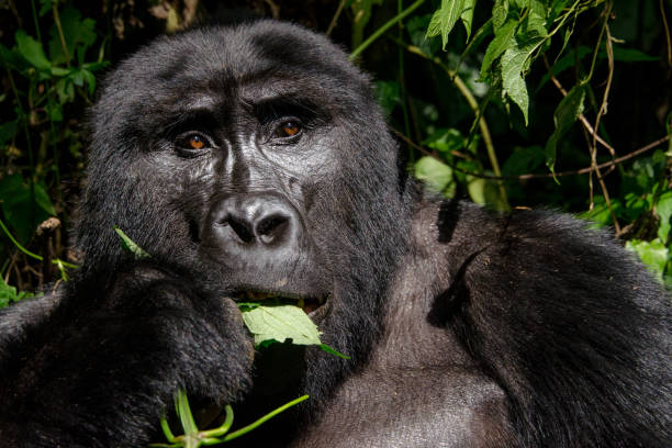 istock Highland Gorillas, Rushaga, Bwindi Impenetrable National Park, Uganda 695645002