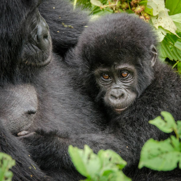 istock Mother gorilla and her infant 695645334