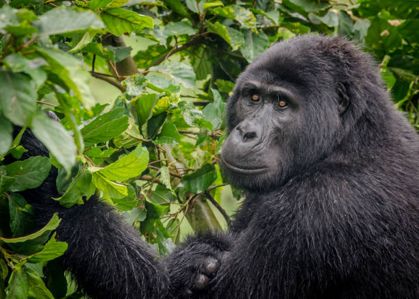 istock Nkuringo Family, Bwindi Impenetrable National Park, Uganda 695645340